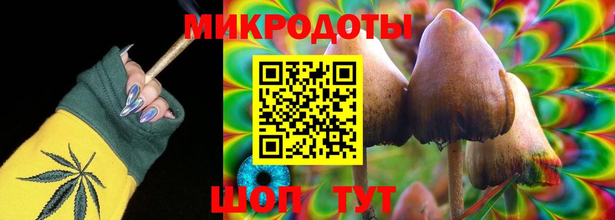 Псилоцибиновые грибы Psilocybine cubensis Петрозаводск